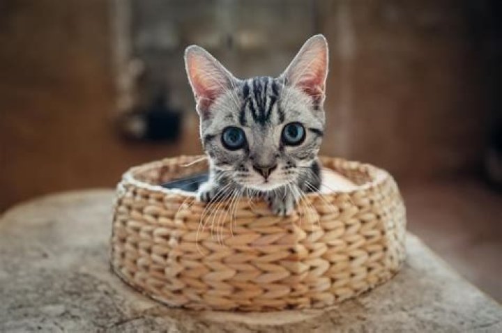 Discovering the Delight of Kattpaccino: A Whiskered Wonder