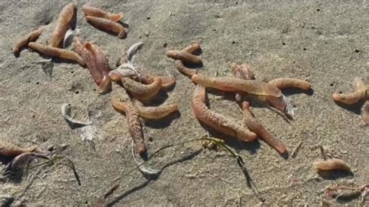 Exploring the Truth: Are Beach Worms Dangerous?