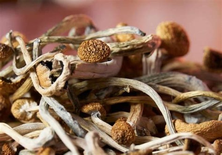Understanding Shrooms Q: The Fascinating World of Magic Mushrooms